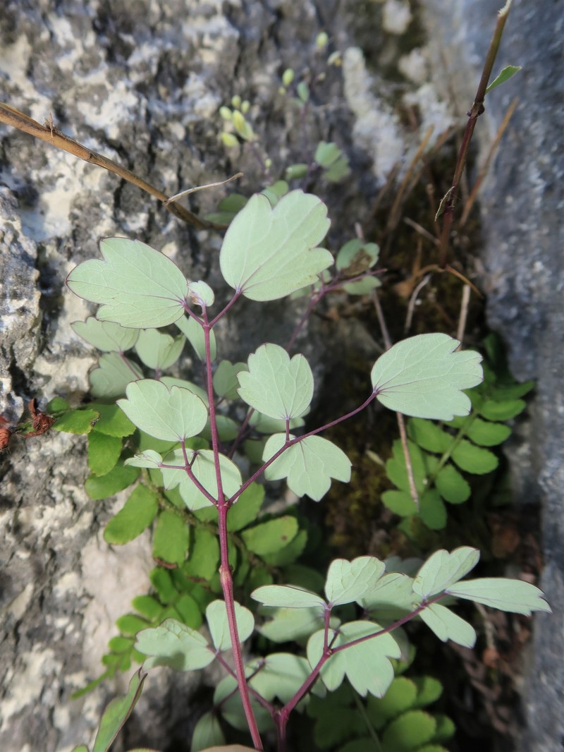 Thalictrum minus var. chionophyllum photo 2