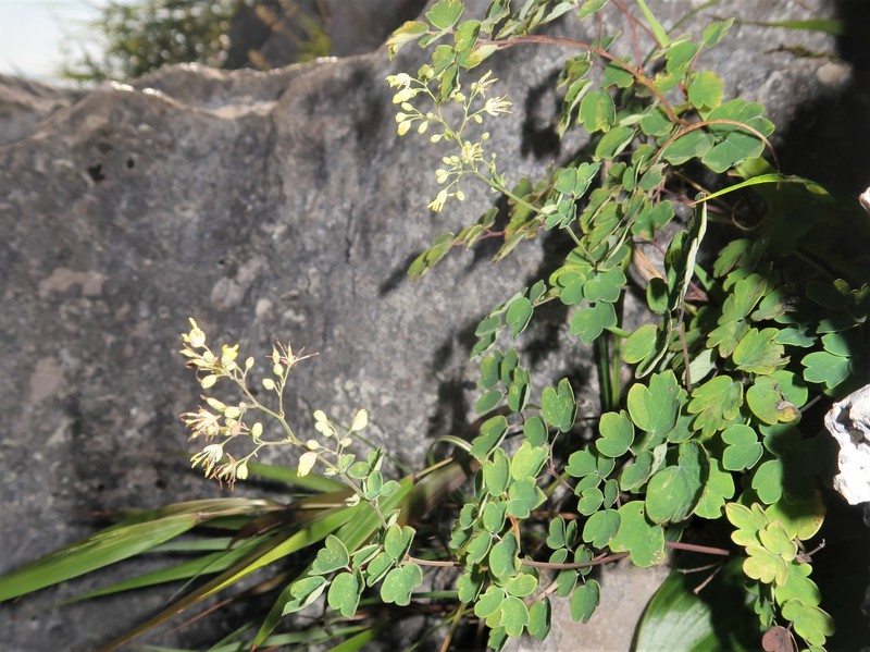 Thalictrum minus var. chionophyllum photo 3