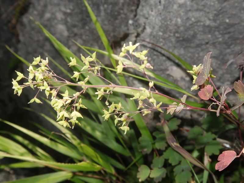 Thalictrum minus var. chionophyllum photo 4