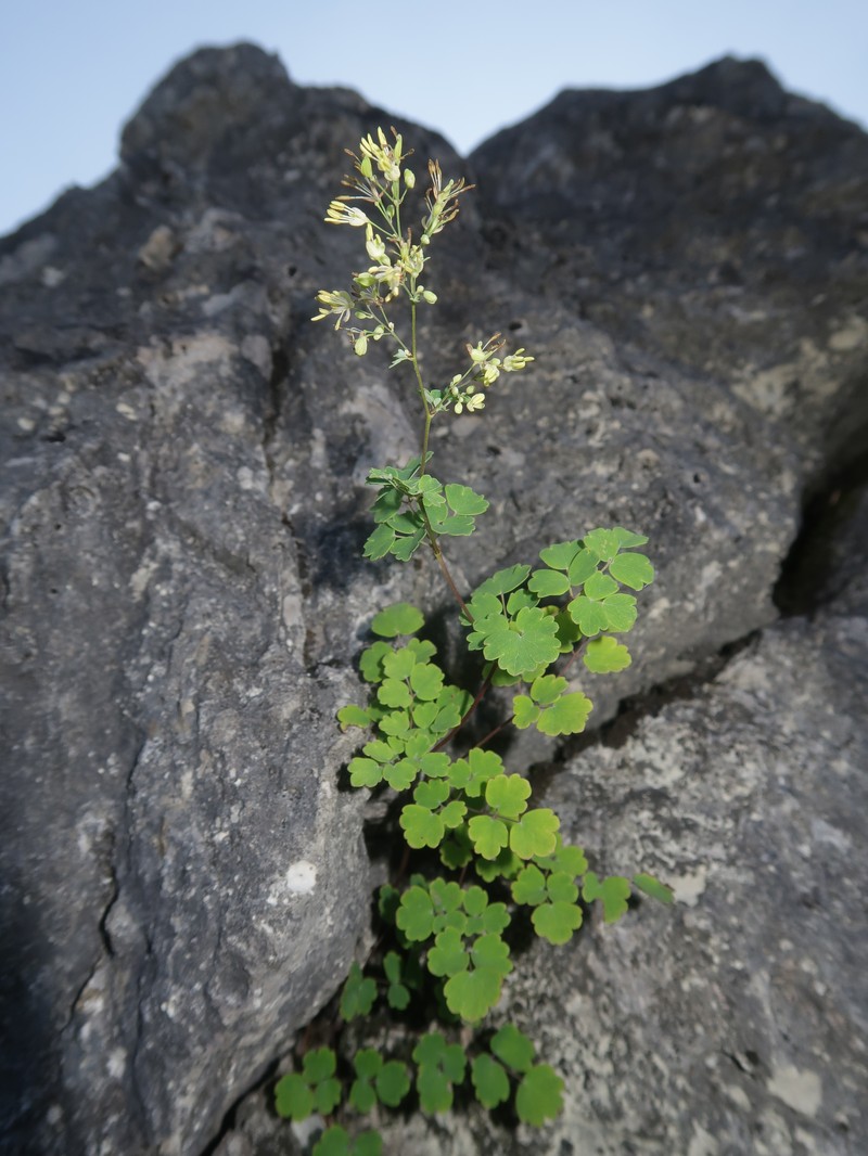 Thalictrum minus var. chionophyllum photo 5