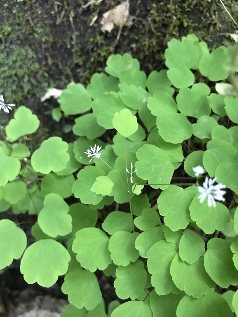 Little Mountain Meadow-Rue
