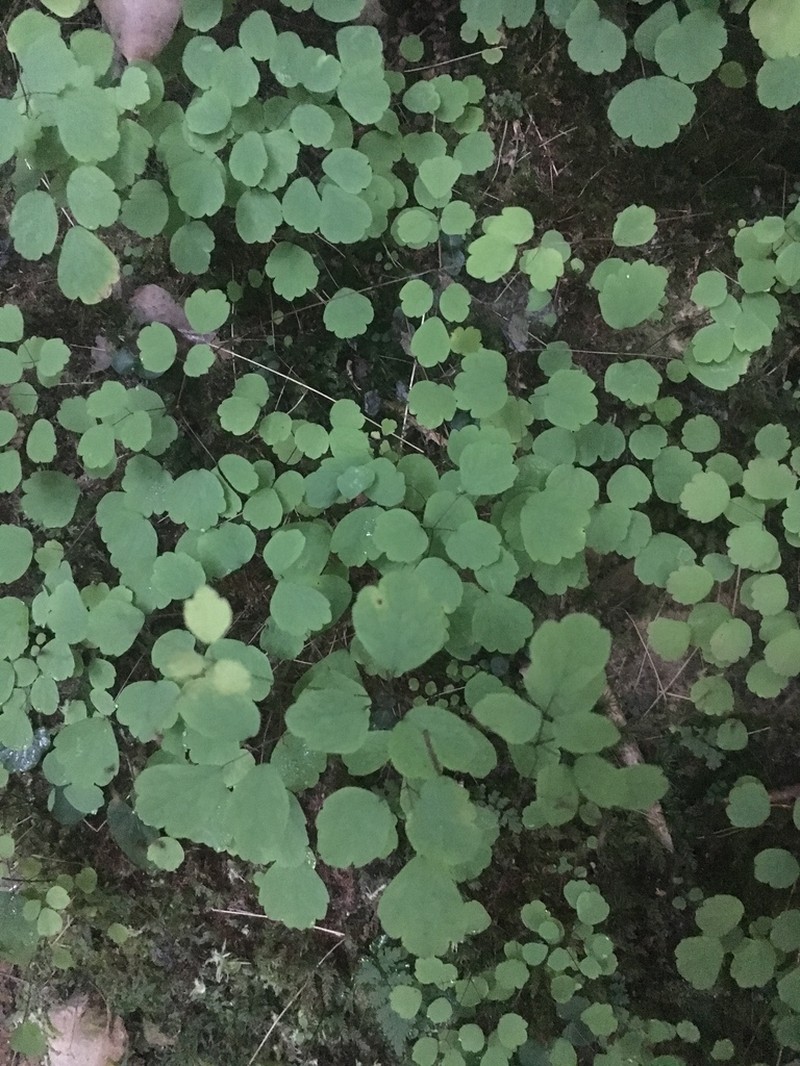 Little Mountain Meadow-Rue photo 2