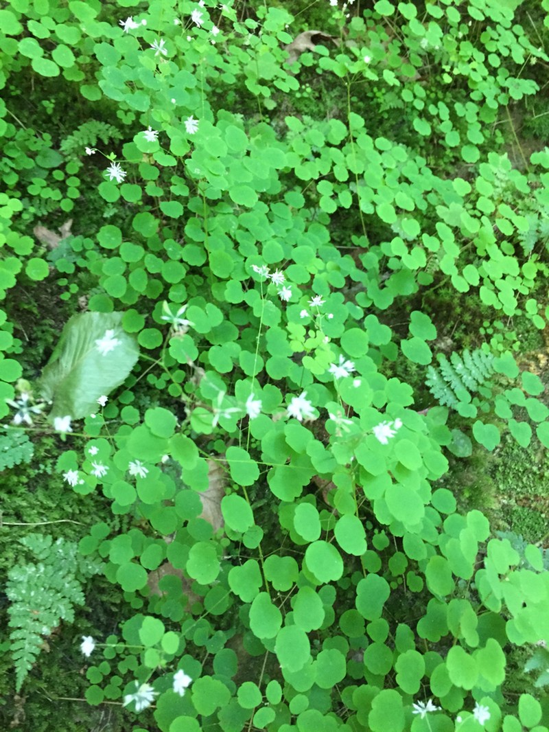 Little Mountain Meadow-Rue photo 3