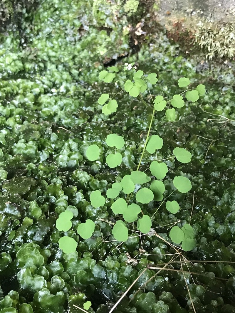 Little Mountain Meadow-Rue photo 4