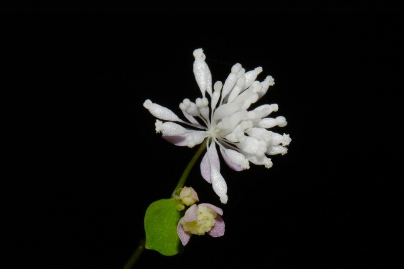 Little Mountain Meadow-Rue photo 6