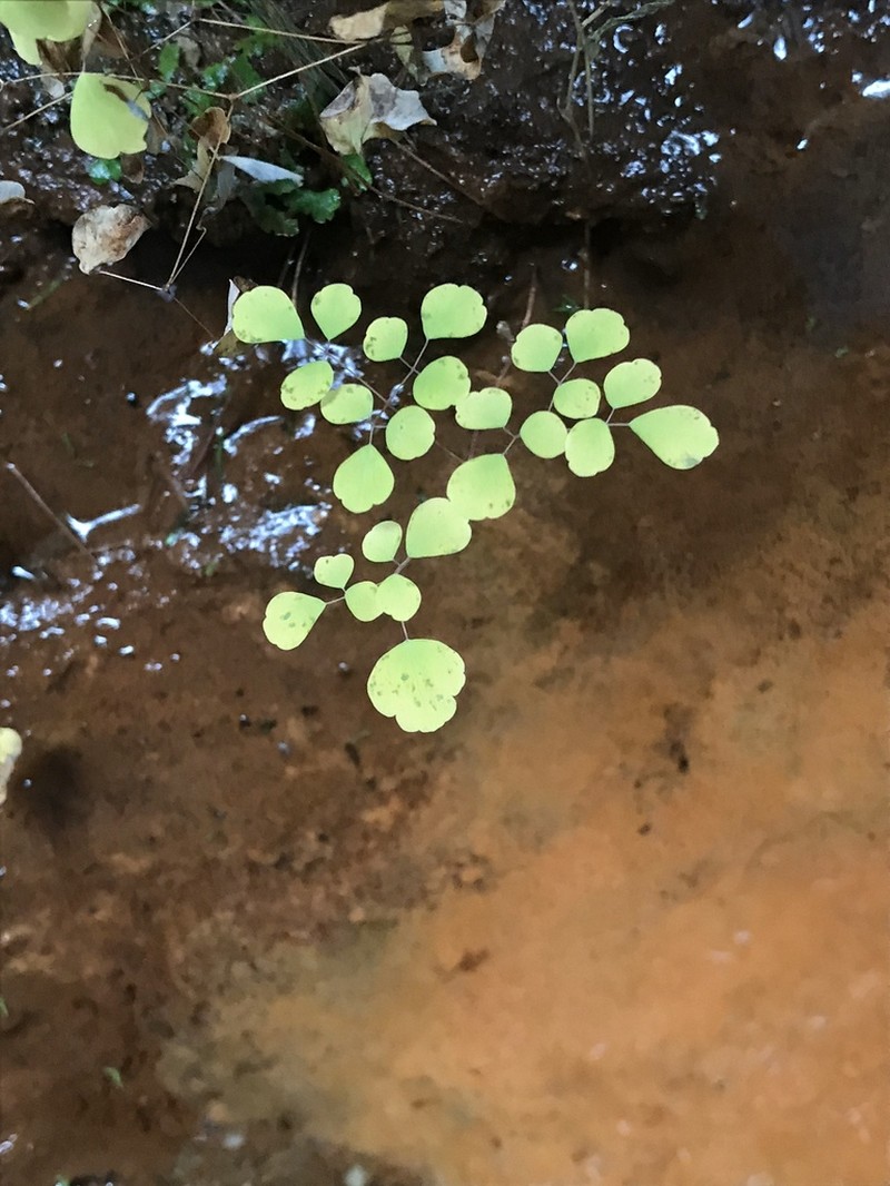 Little Mountain Meadow-Rue photo 7