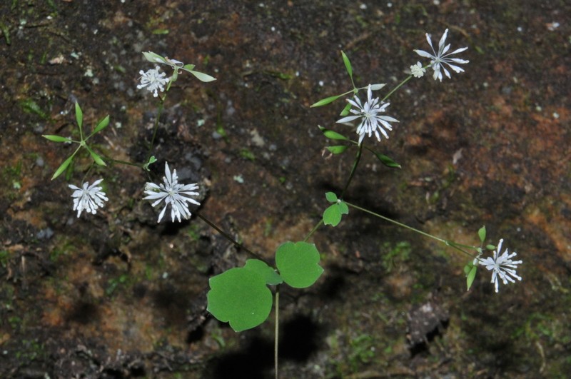 Little Mountain Meadow-Rue photo 8