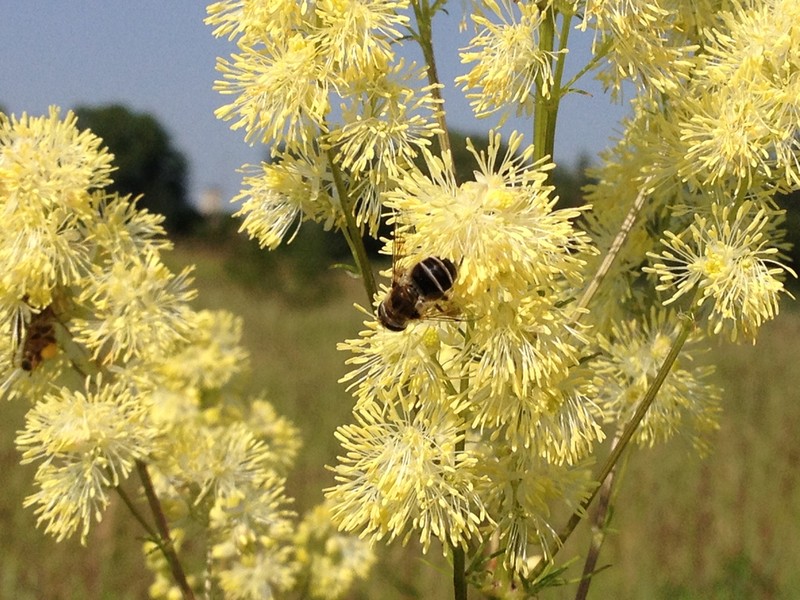 Thalictrum morisonii photo 2
