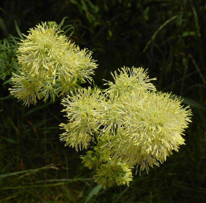 Thalictrum morisonii photo 3