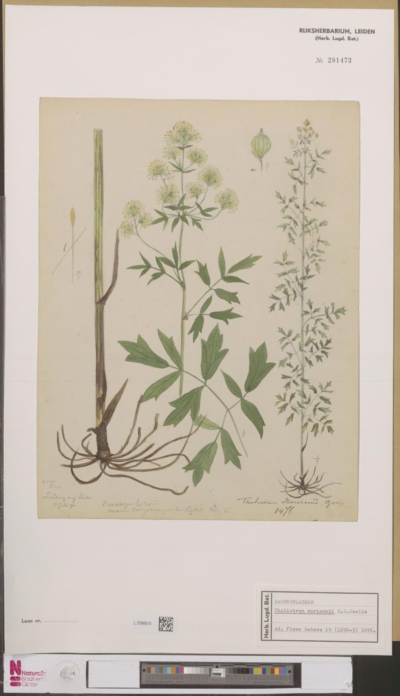 Thalictrum morisonii photo 7