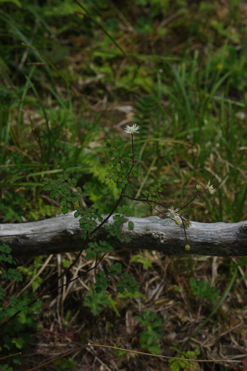 Thalictrum myriophyllum photo 2