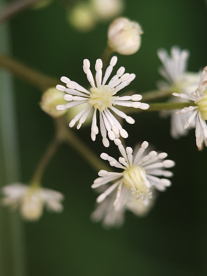 Thalictrum myriophyllum photo 3
