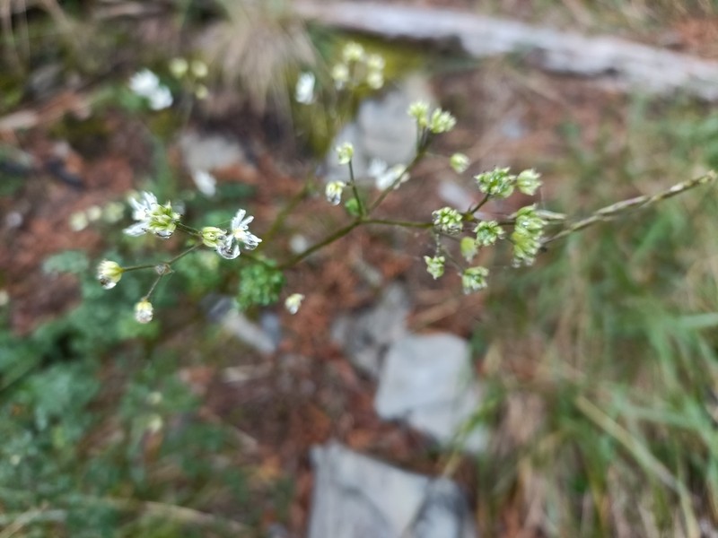 Thalictrum myriophyllum photo 4