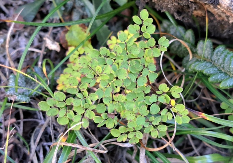 Thalictrum myriophyllum photo 5