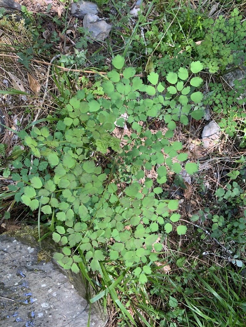 Thalictrum myriophyllum photo 6