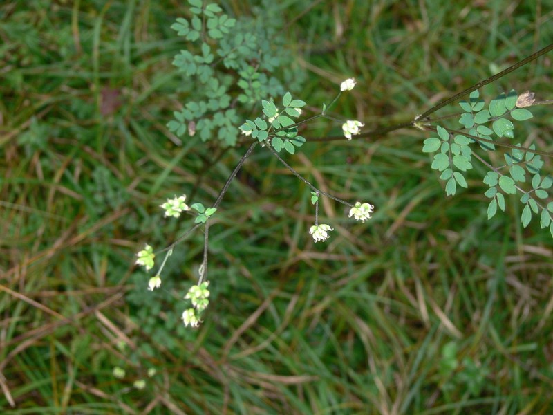 Thalictrum myriophyllum photo 7