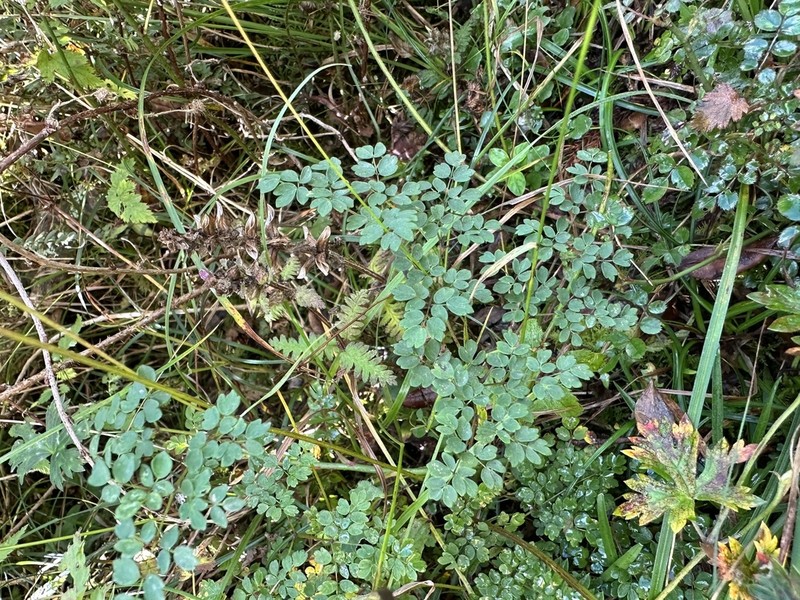 Thalictrum myriophyllum photo 8