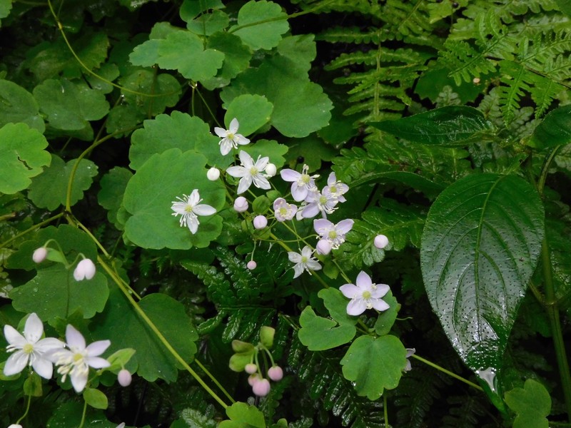 Thalictrum nainitalense photo 2
