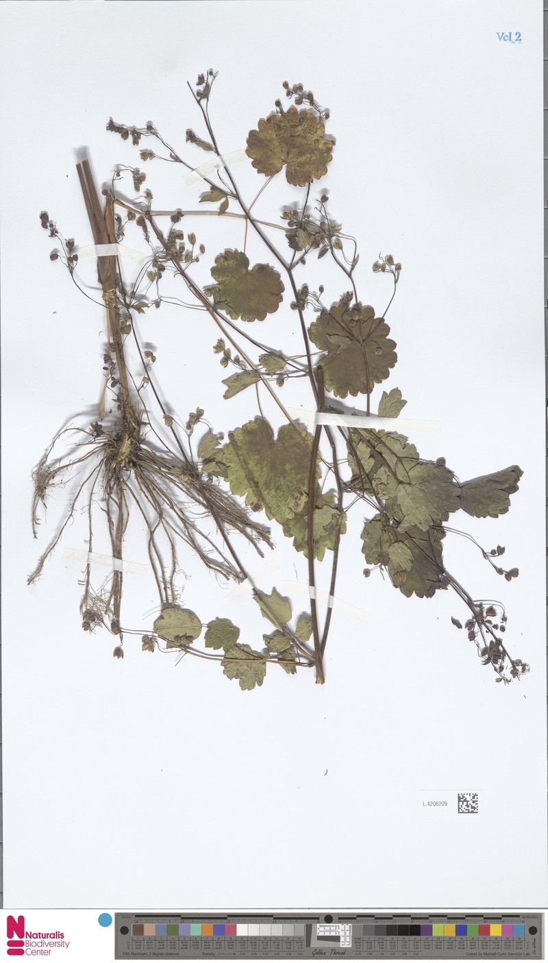 Thalictrum neurocarpum