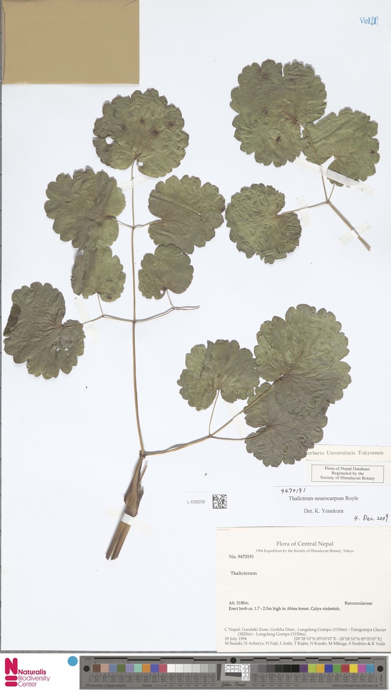 Thalictrum neurocarpum photo 2
