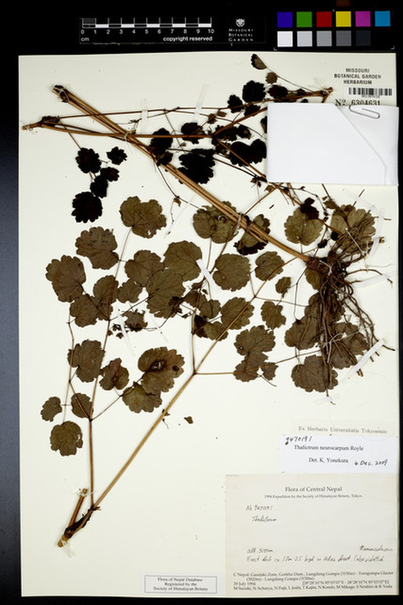 Thalictrum neurocarpum photo 3