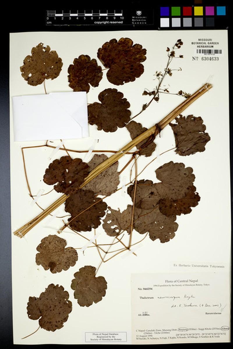 Thalictrum neurocarpum photo 4