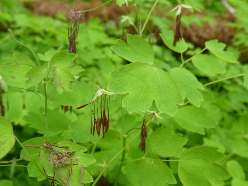 Western Meadow-Rue photo 3