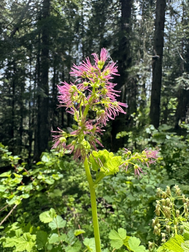 Western Meadow-Rue photo 4
