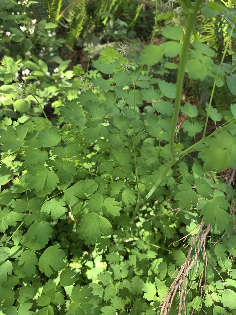 Western Meadow-Rue photo 5