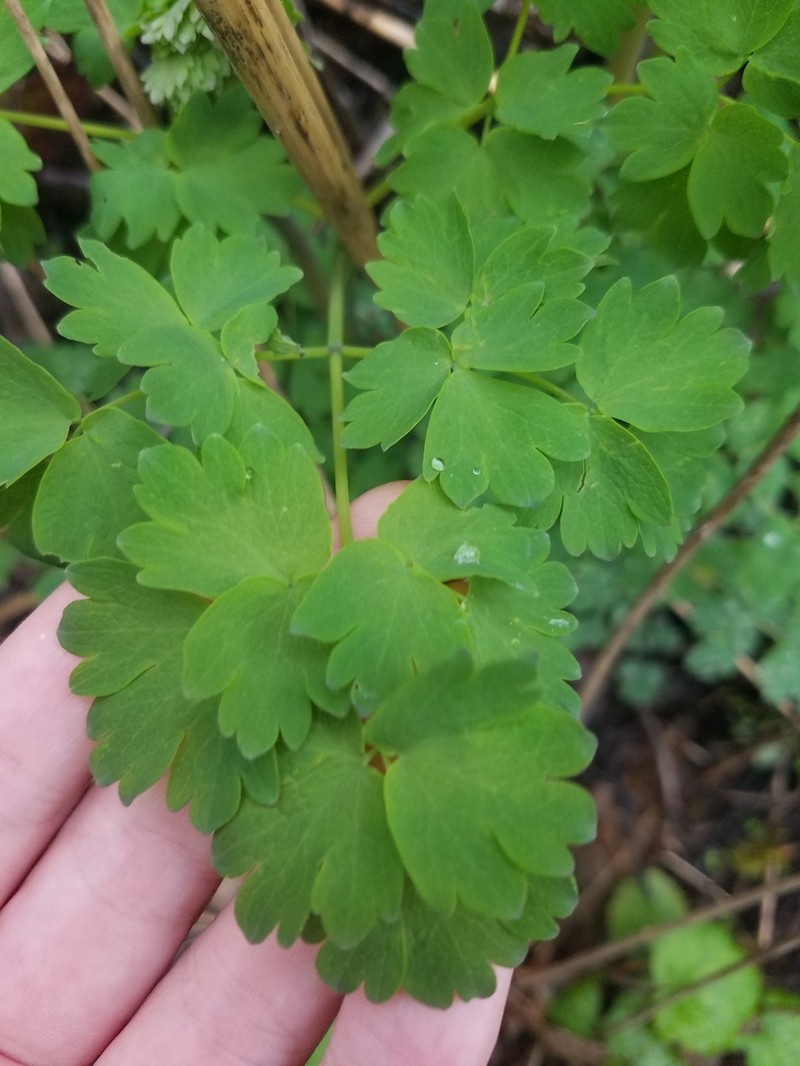 Western Meadow-Rue photo 6