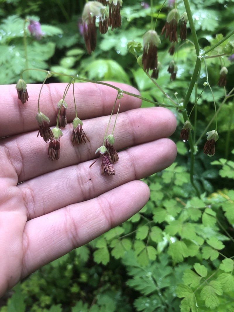 Western Meadow-Rue photo 7