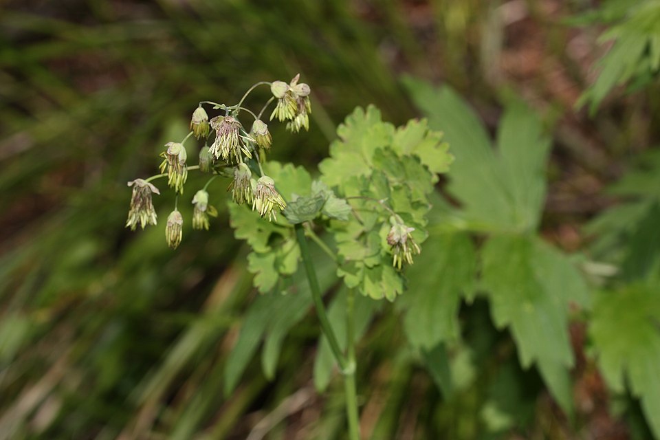 Western Meadow-Rue photo 5