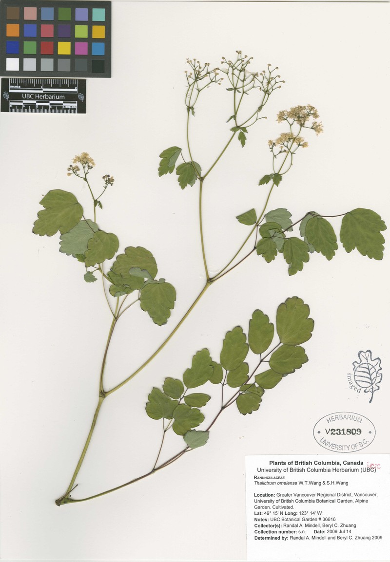 Thalictrum omeiense
