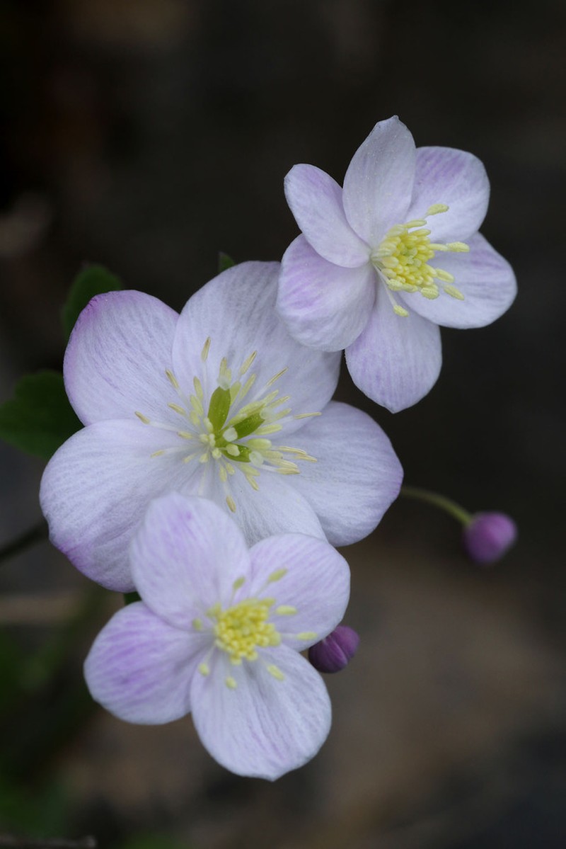 Thalictrum orientale
