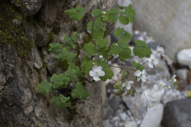 Thalictrum orientale photo 2