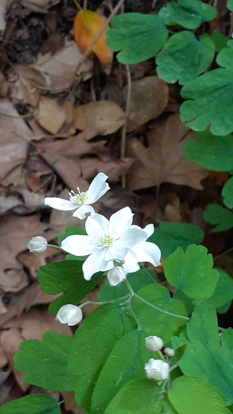 Thalictrum orientale photo 3