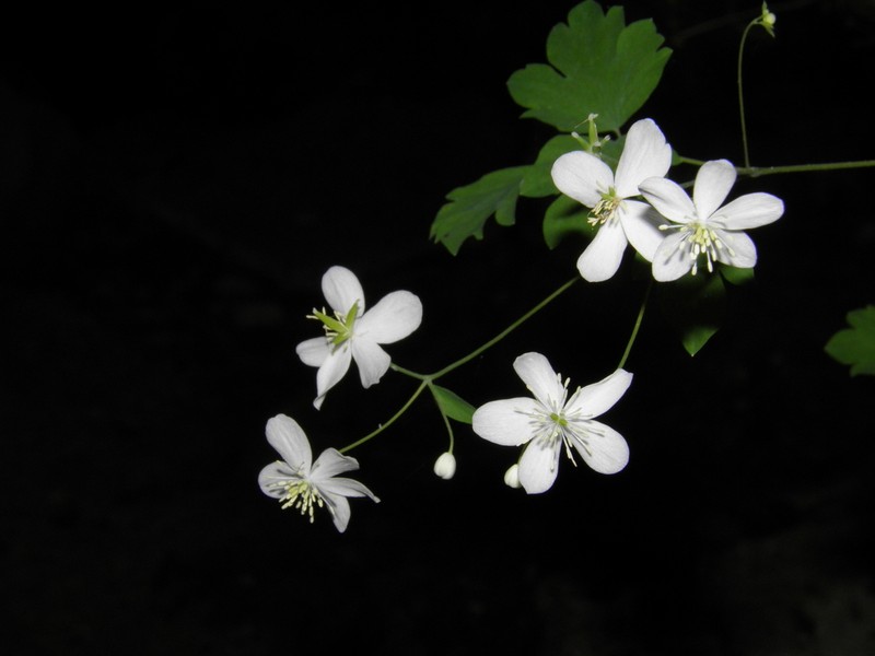 Thalictrum orientale photo 4