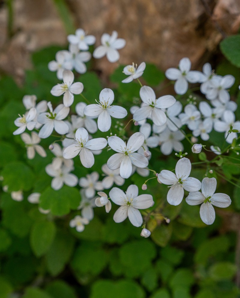 Thalictrum orientale photo 5