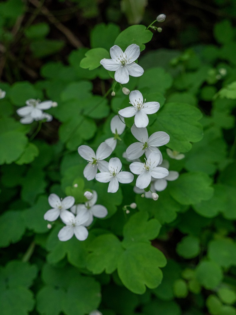 Thalictrum orientale photo 6
