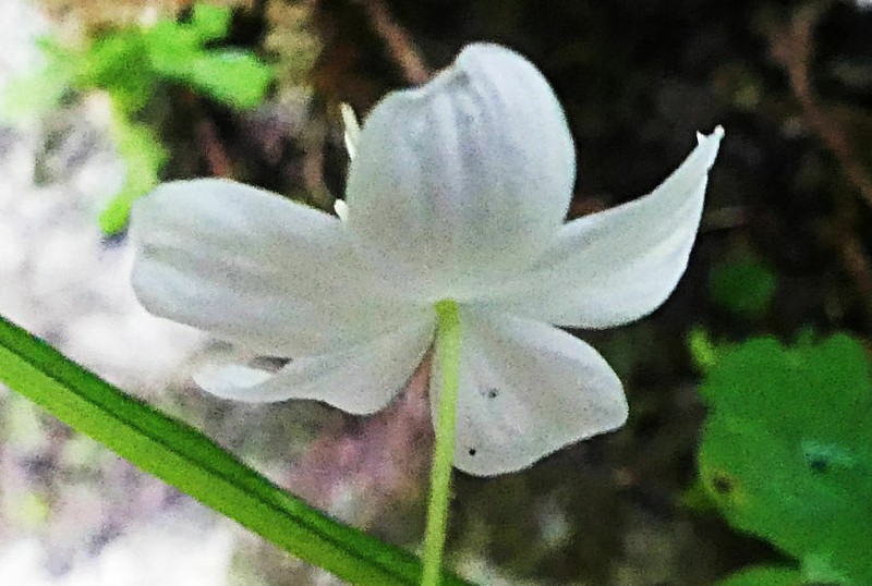 Thalictrum orientale photo 7