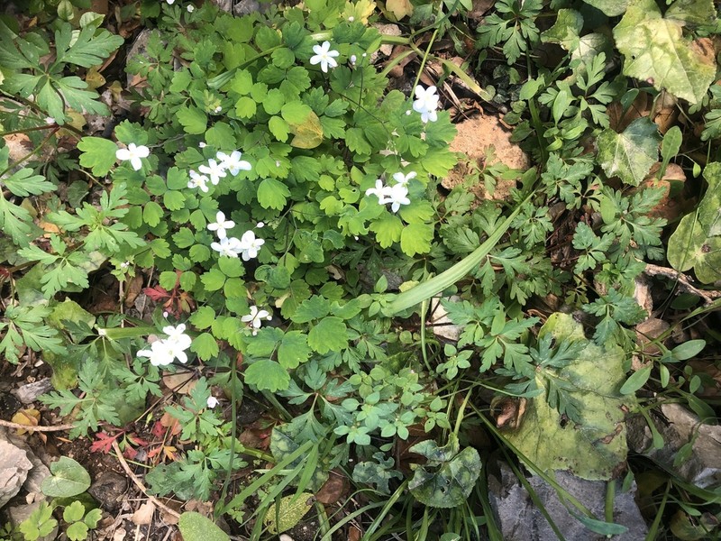 Thalictrum orientale photo 8