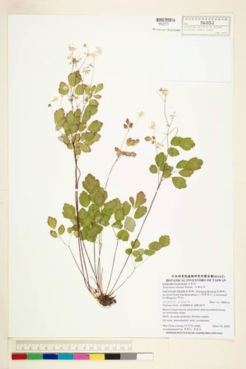 Thalictrum oshimae
