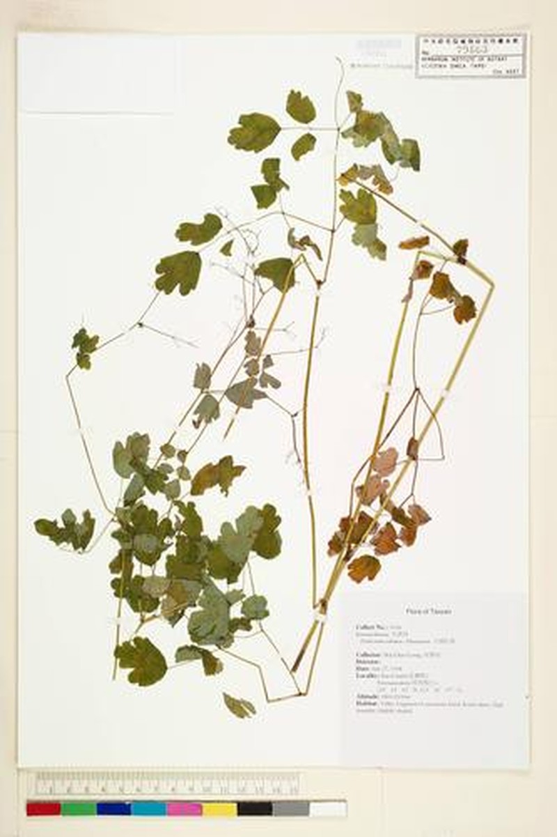 Thalictrum oshimae photo 2