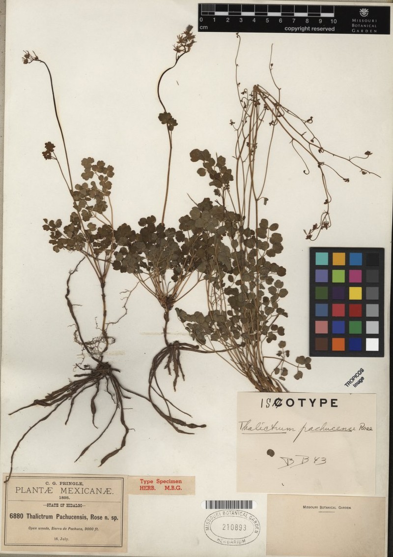 Thalictrum pachucense