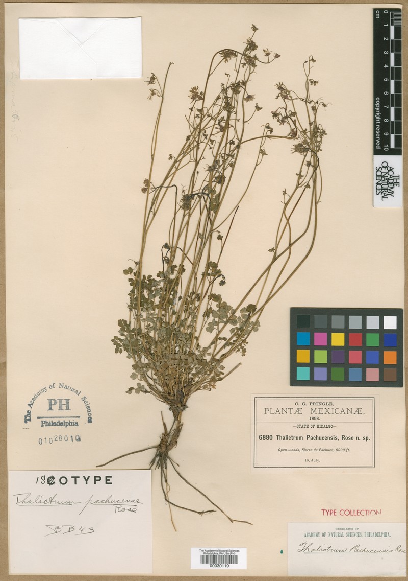 Thalictrum pachucense photo 2