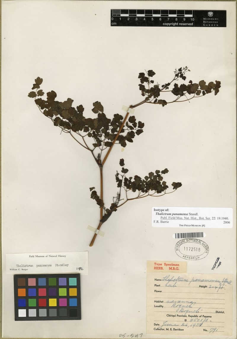 Thalictrum panamense