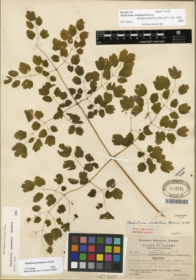 Thalictrum panamense photo 2