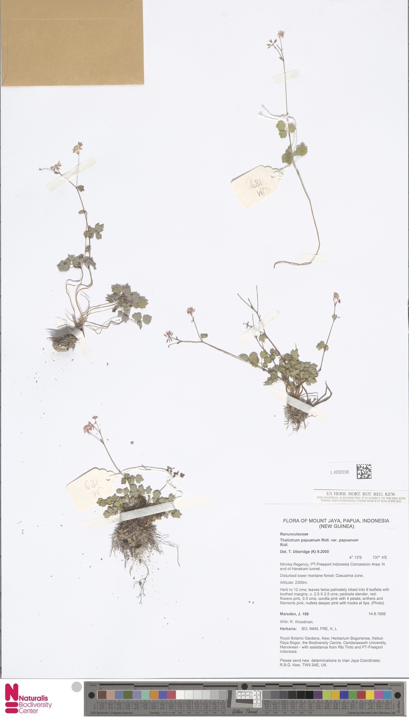 Thalictrum papuanum