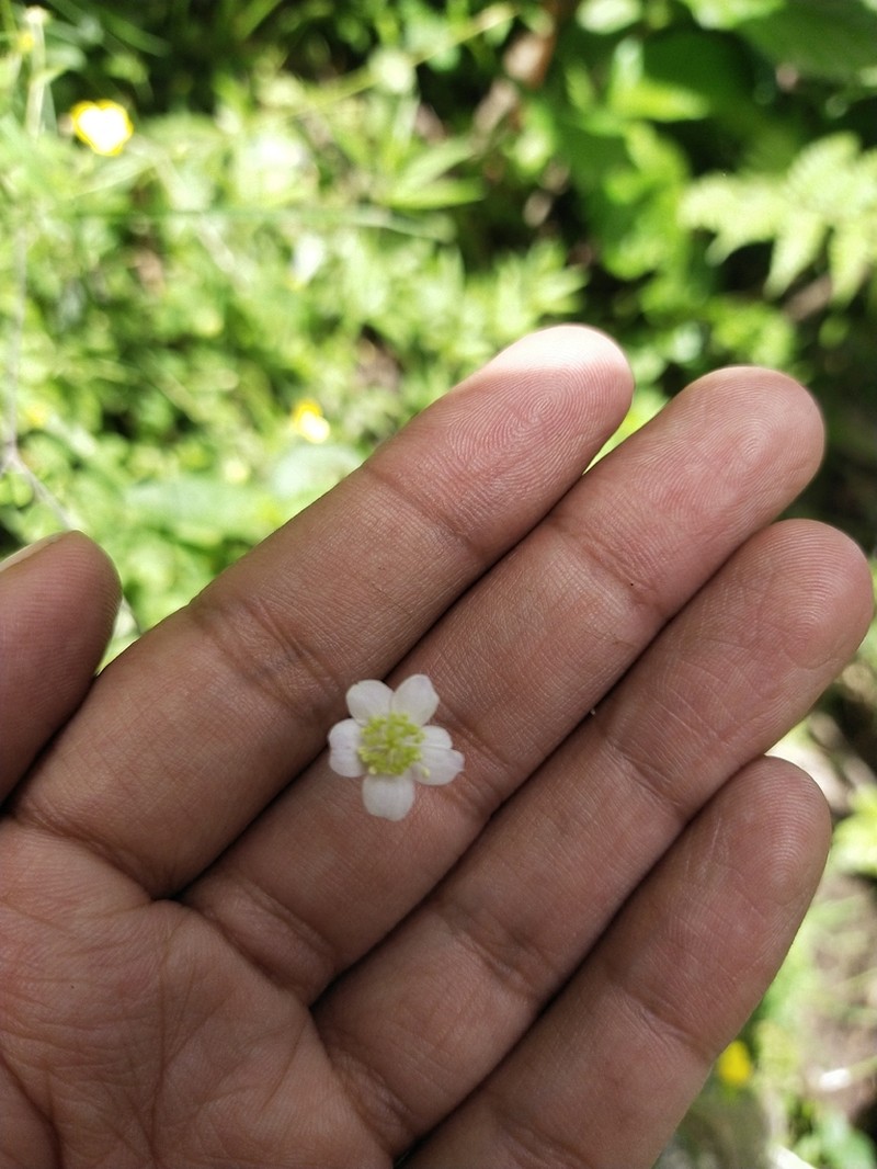 Thalictrum pedunculatum