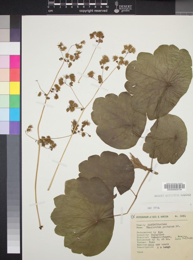 Thalictrum peltatum